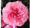 Роза Майра ( Mayra's Rose)